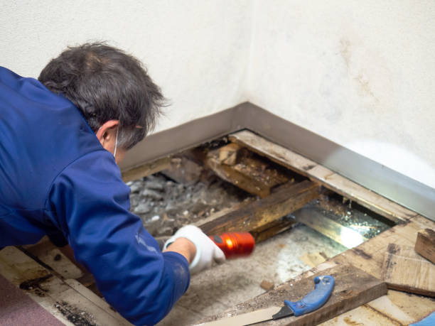 Desert Hot Springs, CA Mold Removal Company