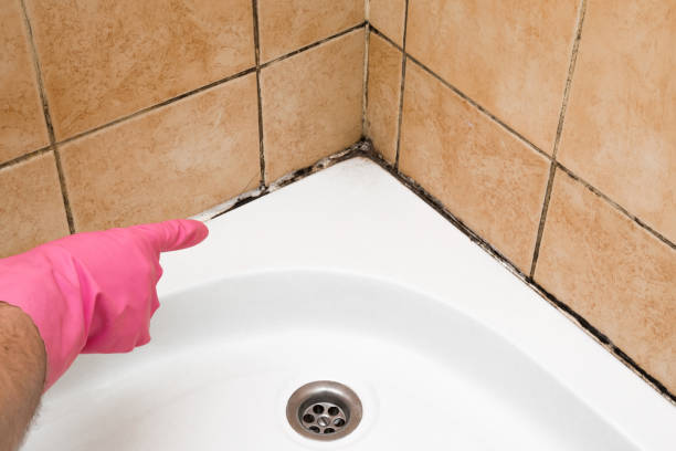 Best Mold Damage Repair  in Desert Hot Springs, CA
